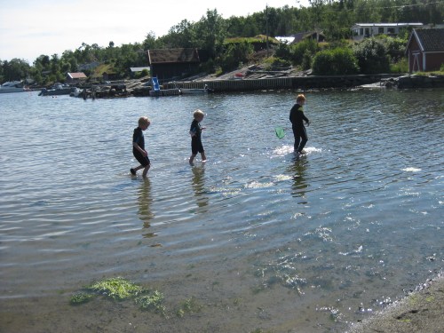 Småkrabbesanking i fjæra på Nedstrand