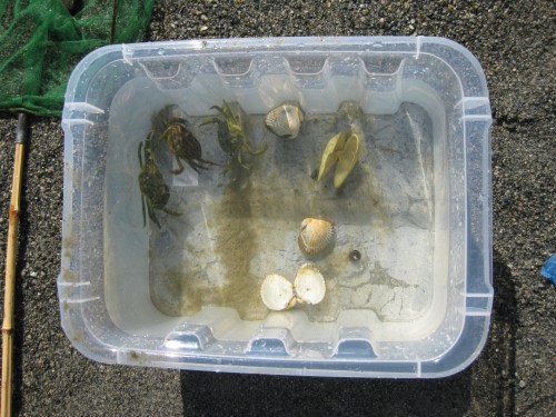 Fangsten på et tidlig stadium.